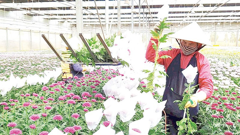 Sản xuất hoa công nghệ cao xuất khẩu tại Lâm Đồng. a18.jpg