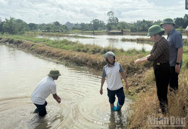 Lãnh đạo xã Vũ Thư (Hưng Yên) kiểm tra lúa bị ngập úng sau bão số 3. ndo_br_3-2.jpg