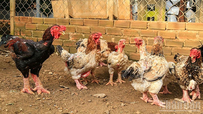 Gà Đông Tảo được đưa vào Danh mục di sản văn hóa phi vật thể quốc gia ở loại hình tri thức dân gian. ndo_br_ga-dong-tao-la-gi-ga-dong-tao-gia-bao-nhieu-1kg-mua-o-dau-202203230755058987.jpg