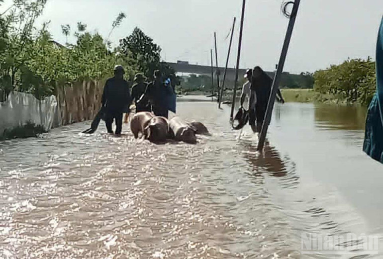 Người dân xã Tân Thuận (Hưng Yên) đưa gia súc đến các điểm cao ráo. ndo_br_4.jpg