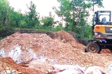 Tiêu hủy lợn ốm, chết do dịch bệnh ở huyện Minh Hóa (Quảng Bình).