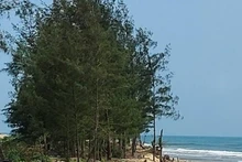 Một đoạn bờ biển phường Quảng Phúc sẽ được xây dựng kè để chống sạt lở.