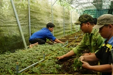 Vườn ươm bảo tồn giống sâm Ngọc Linh của tỉnh Quảng Nam. (Ảnh QUANG THỌ)