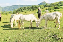 Nhiều hộ nông dân ở thôn Thác Mạ, xã Hữu Kiên, Chi Lăng (Lạng Sơn), vay vốn ưu đãi chăn nuôi ngựa bạch thương phẩm.