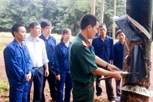 Cán bộ Công ty 75 hướng dẫn người dân địa phương cạo mủ cao-su.
