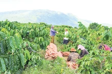 Người dân xã Đăk Krong, huyện Đăk Đoa vào cao điểm mùa thu hoạch cà-phê.