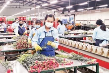 Đóng gói hoa tại Dalat Hasfarm, thành phố Đà Lạt, Lâm Đồng.