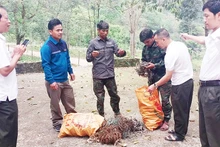 Lực lượng nhận khoán bảo vệ rừng tham gia tháo gỡ bẫy động vật hoang dã tại Khu bảo tồn thiên nhiên Đakrông.