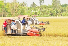 Thu hoạch lúa tại xã Hậu Mỹ Trinh, huyện Cái Bè, tỉnh Tiền Giang. (Ảnh NGUYỄN SỰ)