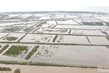 Các ô đầm ven biển khu vực cồn Vành, xã Nam Phú, huyện Tiền Hải, tỉnh Thái Bình.