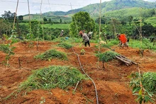 Đồng bào dân tộc thiểu số huyện Sa Thầy chuyển đổi mô hình từ trồng sắn sang trồng chanh dây cho hiệu quả kinh tế cao.
