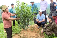 Cán bộ kỹ thuật Trung tâm Dịch vụ nông nghiệp huyện Tuần Giáo hướng dẫn nông dân cách chăm sóc cây mắc-ca.