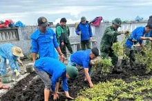 Đoàn viên thanh niên xã Sín Thầu, huyện Mường Nhé trồng cây quanh khuôn viên Cột cờ A Pa Chải.