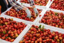 [Ảnh] Vải thiều Lục Ngạn, sản phẩm OCOP nổi tiếng của Bắc Giang