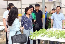 Kiểm tra mô hình trồng rau tại Công ty cổ phần Đầu tư An Hòa (xã Đa Tốn, huyện Gia Lâm, Hà Nội).
