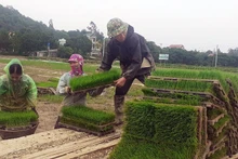 Chuẩn bị mạ cho máy cấy của Hợp tác xã dịch vụ nông nghiệp thị trấn Tân Thanh, huyện Thanh Liêm (Hà Nam). (Ảnh nhandan.vn)