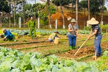 Sản xuất rau xanh tại cơ sở.