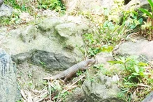 Tê tê được thả về môi trường tự nhiên. 