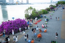 Những cây hoa giấy bên bờ đông sông Hàn.