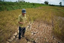 Ảnh minh họa.