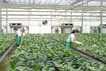 Mô hình trồng hoa lan hồ điệp công nghệ cao tại trang trại Mê Linh F-Farm. (Ảnh: LÂM NGUYỄN) 