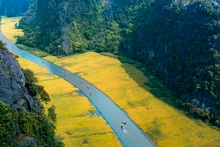 Sắc vàng Tam Cốc. (Ảnh: Sở Du lịch Ninh Bình cung cấp)