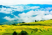 Ruộng bậc thang Hồng Thái vào mùa lúa chín. (Ảnh: mytuyenquang.vn)