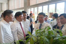 Phó Thủ tướng Chính phủ Lê Thành Long cùng lãnh đạo tỉnh Quảng Nam tham quan gian hàng sâm Ngọc Linh trưng bày tại hội nghị.