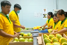 Sơ chế, đóng gói, bảo quản xoài tại Công ty TNHH Kim Nhung, thành phố Cao Lãnh, tỉnh Ðồng Tháp. 