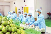 Trái cây xuất khẩu. (Ảnh: MINH HÀ)