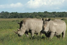 Ảnh minh họa. (Ảnh: IUCN)