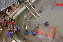 Hàng trăm tấn cá chép đỏ ra thị trường dịp Tết ông Công, ông Táo