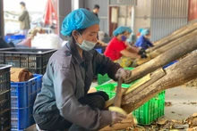 Quỹ tín dụng giúp nhiều đơn vị, hợp tác xã mở rộng sản xuất, tạo việc làm cho người lao động có thu nhập vươn lên thoát nghèo.