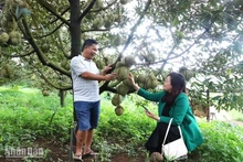 Sầu riêng là loại cây trồng có giá trị kinh tế cao hơn nhiều so với các loại cây trồng khác, mang lại nguồn thu nhập tốt cho người nông dân ở Đắk Lắk.