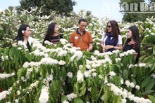 Hương sắc mùa hoa cà-phê luôn gắn liền với mùa xuân Tây Nguyên, làm say đắm lòng người.