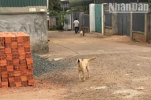Cần xử lý nghiêm các trường hợp nuôi chó thả rông ngoài đường mà không rọ mõm, nhằm ngăn chặn các trường hợp bị chó cắn dẫn đến bệnh dại.