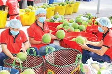 Kiểm tra trái cây trước khi xuất khẩu tại Công ty Vina T&T Group. (Ảnh MINH HÀ)
