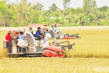 Thu hoạch lúa hè thu tại xã Hậu Mỹ Trinh, huyện Cái Bè, Tiền Giang. (Ảnh NGUYỄN SỰ)