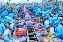 Chế biến cá tra xuất khẩu.