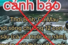 Thông tin cá sấu xổng chuồng lan truyền trên tài khoản facebook T.L được chính quyền huyện Thới Bình khẳng định là thất thiệt, bịa đặt. 