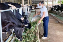 “Tỷ phú nông dân” Nguyễn Văn Nhiệm chăm sóc đàn bò trong trang trại tại xã Châu Pha, thị xã Phú Mỹ, tỉnh Bà Rịa-Vũng Tàu. (Ảnh nhân vật cung cấp)