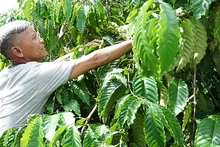 Ông A Hak (thôn 5, xã Ngọk Wang, huyện Đăk Hà, tỉnh Kon Tum) từng bị lôi kéo theo tà đạo Hà Mòn, nhưng nay đã thay đổi, tập trung phát triển kinh tế gia đình. (Ảnh PHÚC THẮNG)