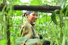 Mô hình trồng đỗ leo bốn mùa tại Hợp tác xã nông nghiệp tổng hợp Noong Luống, xã Noong Luống, huyện Điện Biên, tỉnh Điện Biên. (Ảnh: NGUYÊN DŨNG)