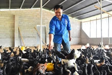 Cơ sở chăn nuôi của anh Hà Văn Ngọc, Giám đốc Hợp tác xã Dịch vụ nông nghiệp tổng hợp thanh niên tại huyện Yên Minh, tỉnh Hà Giang. (Ảnh: THỦY NGUYÊN)