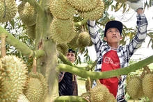 Thương lái tuyển lựa sầu riêng tại vườn của bà Nguyễn Thị Hoa, xã Mỹ Thành Bắc, huyện Cai Lậy, tỉnh Tiền Giang để xuất khẩu.