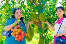 Du khách tham quan "vườn cây ăn quả của các tỉnh miền Tây được thu nhỏ tại xã Lâm Sơn, huyện Ninh Sơn, tỉnh Ninh Thuận. (Ảnh: NGUYỄN TRUNG)