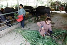 Nhờ nguồn vốn vay từ Ngân hàng Chính sách xã hội huyện Hà Quảng (Cao Bằng), gia đình bà Hoàng Thị Linh ở xã Tổng Cọt có điều kiện làm chuồng trại nuôi trâu. (Ảnh Trần Việt)