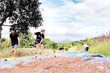 Tình nguyện viên nước ngoài trải nghiệm quy trình sản xuất cà-phê tại Fair Farm.