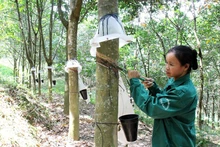 Ngành cao-su hy vọng "thoát" tăng trưởng âm trong những tháng cuối năm