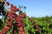 Giá cà phê tiếp tục giảm, đánh dấu ngày suy yếu thứ 3 liên tiếp